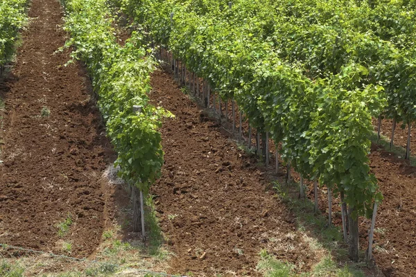 Junger Weinberg an der Sonne — Stockfoto