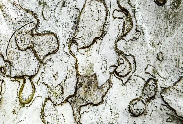 Schors van de boom van de Plataan — Stockfoto