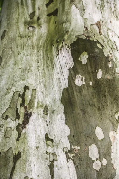 Schors van de boom van de Plataan — Stockfoto