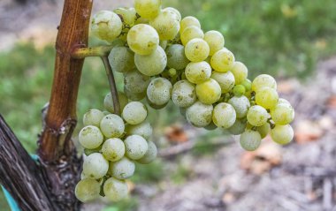 Üzüm bağında beyaz üzümler