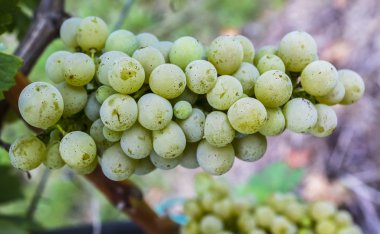 Üzüm bağında beyaz üzümler