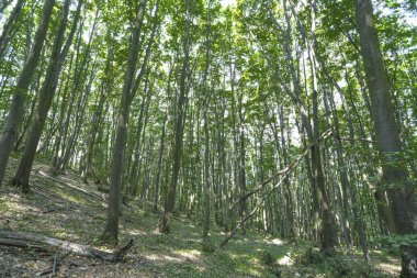 Yeşil ormanda yürüme yolu
