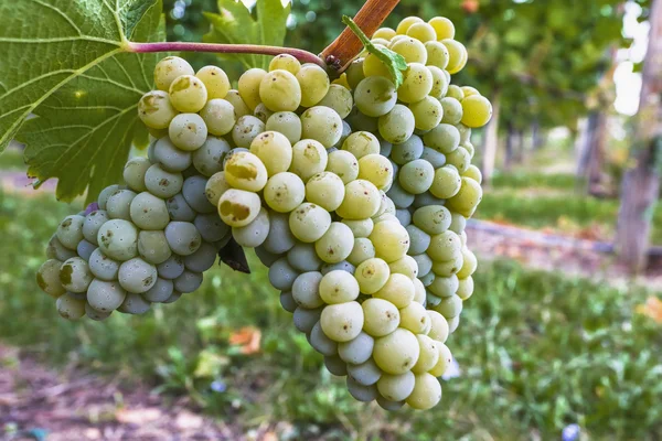 Weiße Trauben im Weinberg — Stockfoto