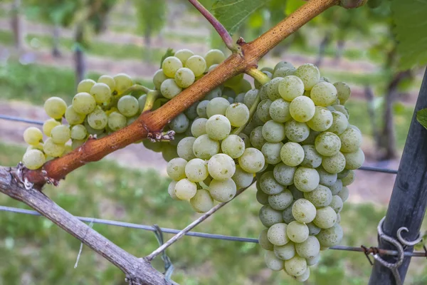 White grapes in the vineyard — Stock Photo, Image