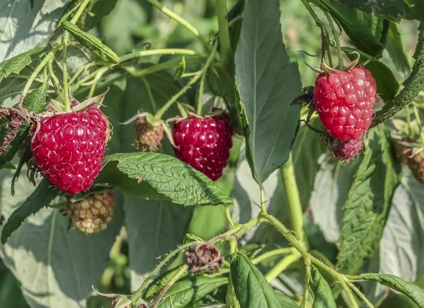 Raspberry in the orchard — Stock Photo, Image