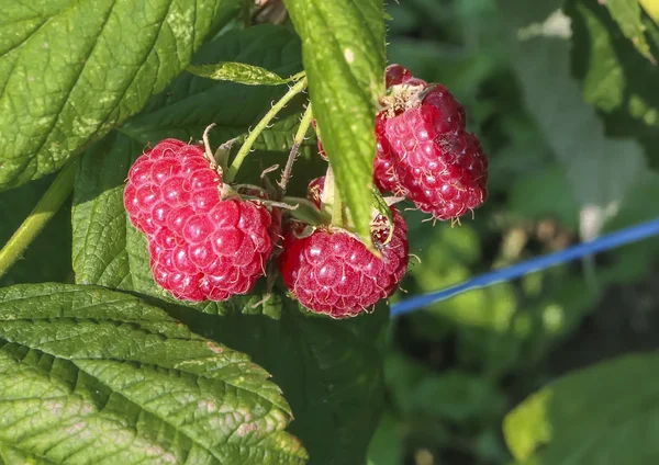 Raspberry in the orchard — Stock Photo, Image