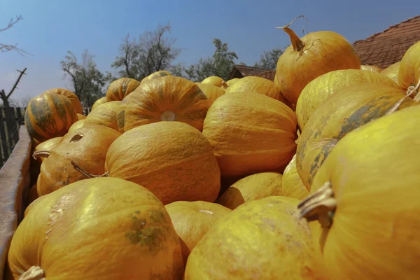Group of orange pumpkins — Stock Photo, Image