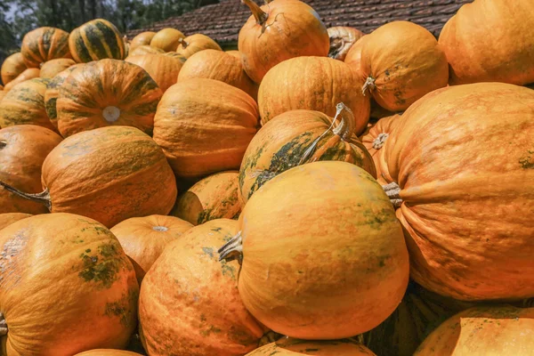 Gruppo di zucche arancioni — Foto Stock