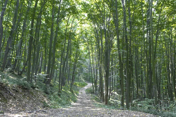 Paseo en el bosque verde — Foto de Stock