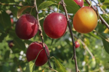Ağaçta olgun kırmızı erikler
