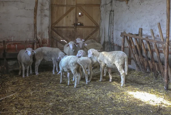 Lamm i stallet — Stockfoto