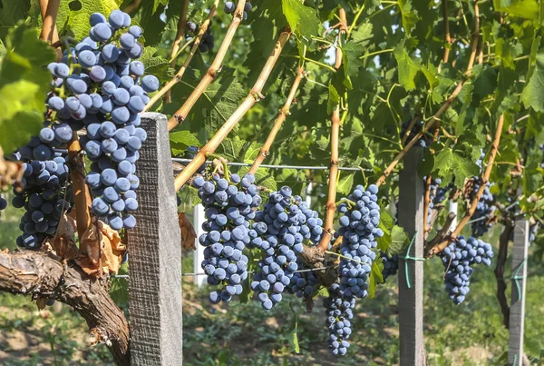 Purple red grapes — Stock Photo, Image