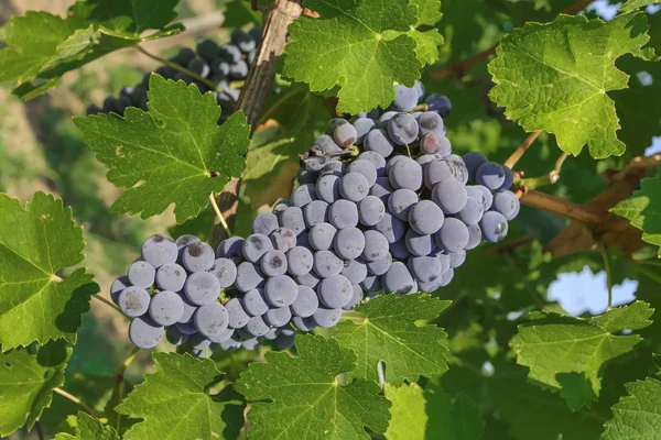 Purple red grapes — Stock Photo, Image