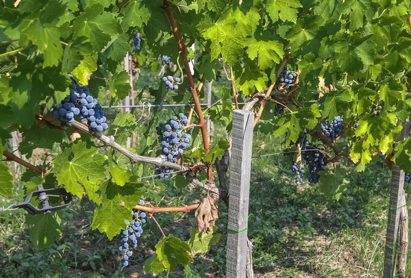 Purple red grapes — Stock Photo, Image