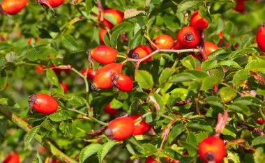 Kırmızı kuşburnu