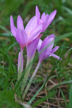 Tarlada tarla çiçeği