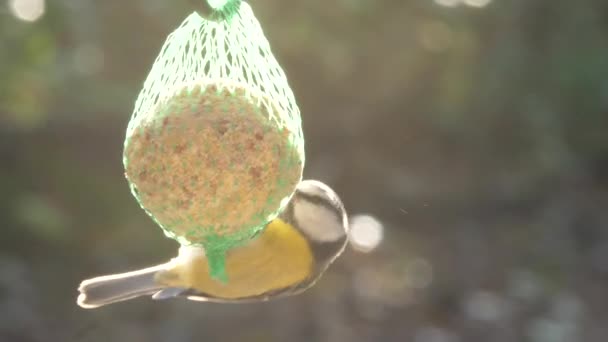 Pássaro Tomtit Alimenta Grãos Painço Alimentador — Vídeo de Stock