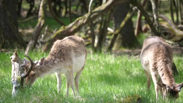 Pâturage Des Cerfs Sur Pelouse Verte Dans Scène Forestière — Video
