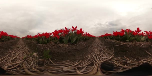 360Vr Video Campos Tulipanes Lisse Cerca Keukenhof Holanda Septentrional Países — Vídeos de Stock