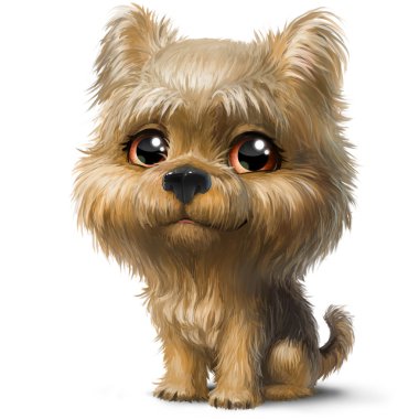 Yorkshire terrier yavrusu