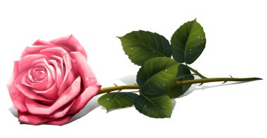 resimde gül çiçek