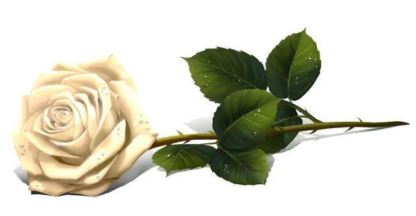 Illustration rose flower — Stock Photo, Image
