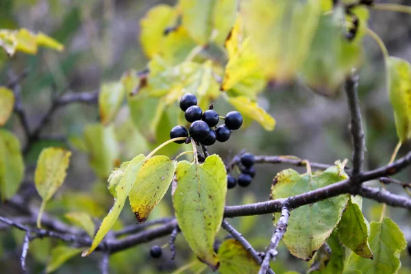 Ягоды Frangula Alnus Крупным Планом Ягоды Rhamnus Frangula Ветке Буша — стоковое фото