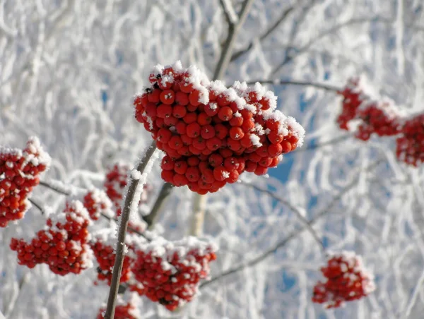 Red Mountain Ash Branch Snow Covered Background Winter Close Macro — Stock Photo, Image