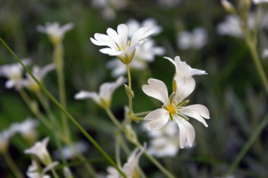 Stellaria Sanal Çayı 'nın beyaz çiçekleri. Yeşil yapraklı beyaz Stellaria holostea çiçeklerinin makro fotoğrafları.