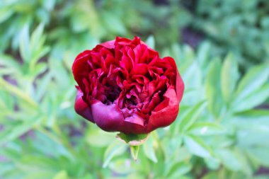 Yakın planda kırmızı şakayık tomurcuğu açıldı. Bahçedeki kırmızı şakayığın Macro fotoğrafı..