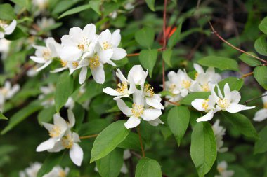 Yasemin dalının makro fotoğrafçılığı. Beyaz yasemin çiçekleri yakın plan.