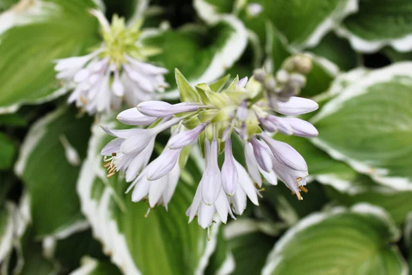 Hosta Undulata Albomarginata 매크로 Hosta Undulata Albomarginata 테두리가 배경에 — 스톡 사진