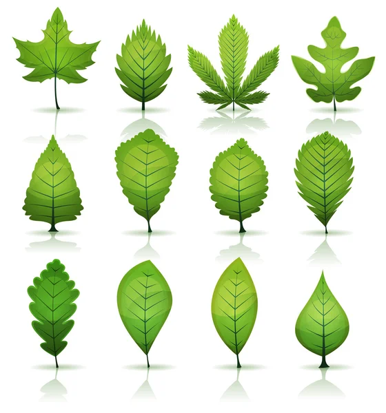 Conjunto de hojas verdes — Archivo Imágenes Vectoriales
