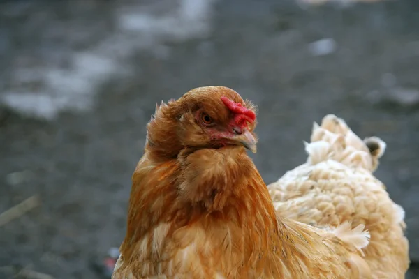 Pollo buscando —  Fotos de Stock