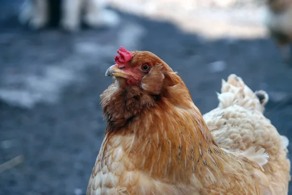 Kip op zoek — Stockfoto