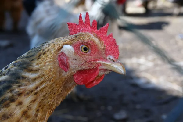 Frango olhando — Fotografia de Stock