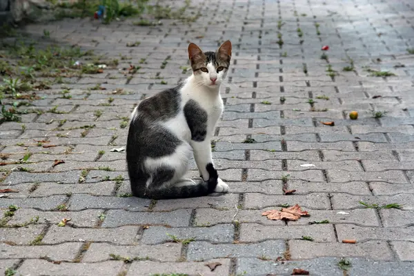 Kat op straat — Stockfoto