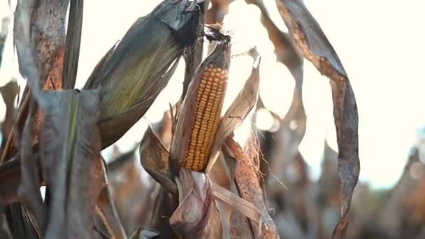 Кукурудза Коб — стокове відео