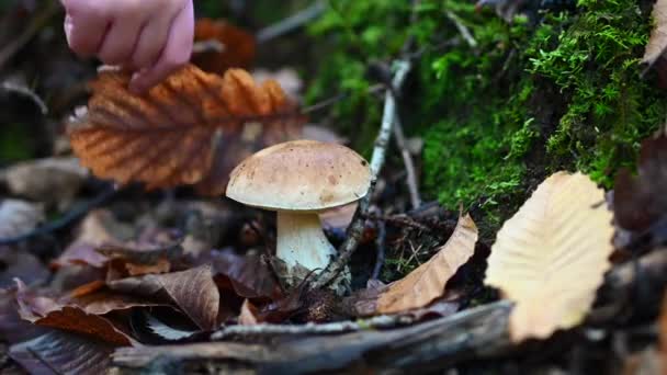 在森林里采摘蘑菇 — 图库视频影像