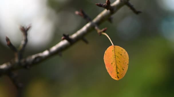 Letztes Blatt Baum Herbst — Stockvideo