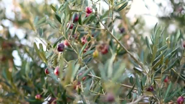 Recoger Aceitunas Árbol — Vídeos de Stock