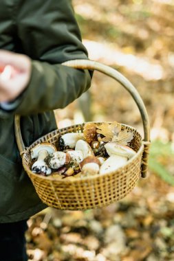 Ormanda yenilebilir mantar topluyorum. Sonbahar sezonu.