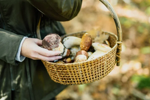 森の中で食用キノコを収穫する — ストック写真