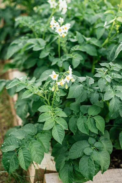 Potato Plants Raised Bed — Stok Foto