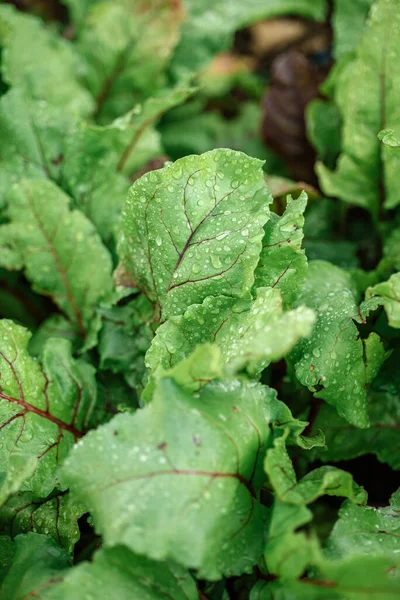 Beetroots Raised Bed Garden — Stok fotoğraf