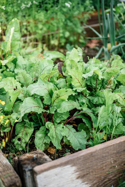 Beetroots Raised Bed Garden — Stok Foto