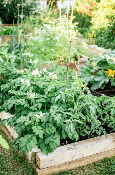 Cama Elevada Con Verduras Frescas Jardín —  Fotos de Stock