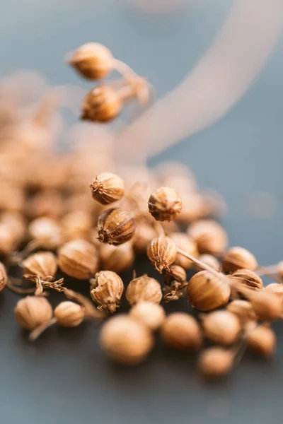 Coriander Seeds Simple Background — Stock fotografie