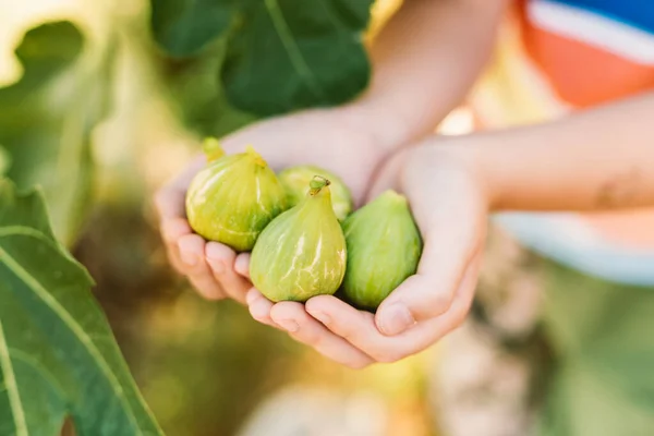 Hands Holding Fresh White Figs — Stock Photo, Image