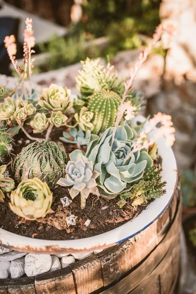 Group Succulent Cacti Plants Royalty Free Stock Photos